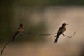 European bee-eaters perched on a tree, Bahrain. A backlit image