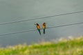 European bee eaters sitting