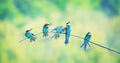 European bee-eaters sitting on a tree branch Royalty Free Stock Photo