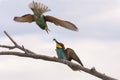 European Bee-eaters (Merops apiaster)