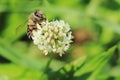 European bee or western honey bee pollinate white clover Trifolium repens flower on meadow Royalty Free Stock Photo