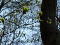 European beech Fagus sylvatica twig with young freshly growing leaves. Blurred tree trunk and bright blue sky in the background Royalty Free Stock Photo