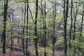 European beech forest with blooming fresh green foliage by springtime Royalty Free Stock Photo