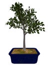 European beech tree bonsai - 3D render Royalty Free Stock Photo