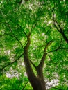 European beech or beech tree Fagus sylvatica - low angle view into the crown of a mighty and tall tree