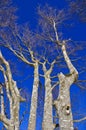 European Beech tree Royalty Free Stock Photo