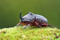 European beetle - Oryctes nasicornis Royalty Free Stock Photo