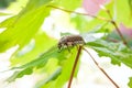 European beetle pest - common cockchafer & x28;melolontha& x29; also known Royalty Free Stock Photo