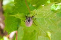 European beetle pest - common cockchafer & x28;melolontha& x29; also known Royalty Free Stock Photo