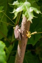 European beetle pest - common cockchafer & x28;Melolontha& x29; also known Royalty Free Stock Photo