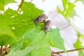 European beetle pest - common cockchafer & x28;Melolontha& x29; also known Royalty Free Stock Photo