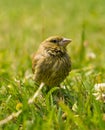 European bird. Greenfinch standing in the grass