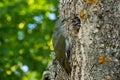 European bird Grey-headed woodpecker, Picus canus feeding small chicks on the nest hole in boreal forest of Estonia. Royalty Free Stock Photo