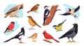 European birds. Winter autumn bird species, wild or garden birdie with beak, birding plumage animal on wood europe