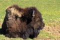 European bison Royalty Free Stock Photo