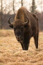 European Bison Royalty Free Stock Photo