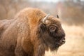 European Bison Royalty Free Stock Photo