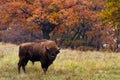 European bison Royalty Free Stock Photo