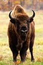 European bison Royalty Free Stock Photo