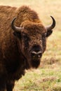 European bison Royalty Free Stock Photo