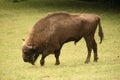 European bison Royalty Free Stock Photo