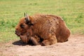 European Bison, also called the Wisent