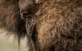 The European bison, also known as wisent or the European wood bison Royalty Free Stock Photo