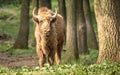 The European bison, also known as wisent or the European wood bison Royalty Free Stock Photo