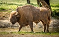 The European bison, also known as wisent or the European wood bison Royalty Free Stock Photo