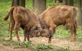 The European bison, also known as wisent or the European wood bison Royalty Free Stock Photo