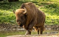 The European bison, also known as wisent or the European wood bison Royalty Free Stock Photo