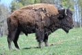 European bison