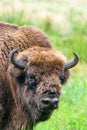 European bison aurochs in Belovezhskaya Puscha
