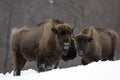 European bison Aurochs in the winter season on a heavy snow.
