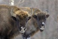 European bison Aurochs in the winter season on a heavy snow.