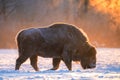 European bison in backlit light