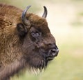 European Bison - (Bison bonasus)