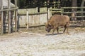 European bison Bison bonasus