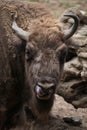 European bison (Bison bonasus).