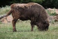 European bison (Bison bonasus).