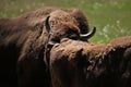 European bison (Bison bonasus).