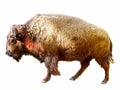 European bison Bison bonasus Royalty Free Stock Photo