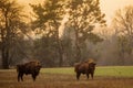 The European bison (Bison bonasus) or the European wood bison herd by the forest bÃâºhem zÃÂ¡padu slunce