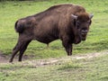 European bison, Bison bonasus, the largest European mammal, was saved at the last minute