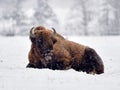 European bison Bison bonasus in natural habitat Royalty Free Stock Photo