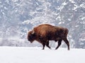 European bison Bison bonasus in natural habitat Royalty Free Stock Photo