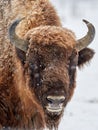 European bison Bison bonasus in natural habitat in winter Royalty Free Stock Photo