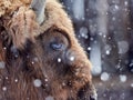 European bison Bison bonasus in natural habitat in winter