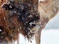 European bison Bison bonasus in natural habitat Royalty Free Stock Photo