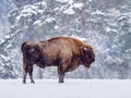 European bison Bison bonasus in natural habitat Royalty Free Stock Photo